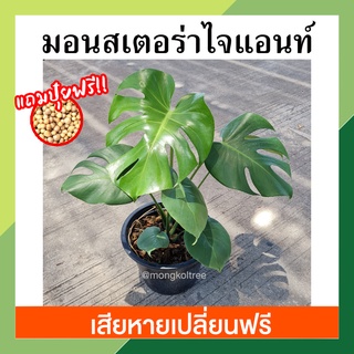 **แถมปุ๋ยฟรี!!** มอนสเตอร่าไจแอนท์ กระถาง 6นิ้ว 8นิ้ว 11นิ้ว Monstera deliciosa giant พลูฉีก ผูลแฉก ต้นไม้ฟอกอากาศ