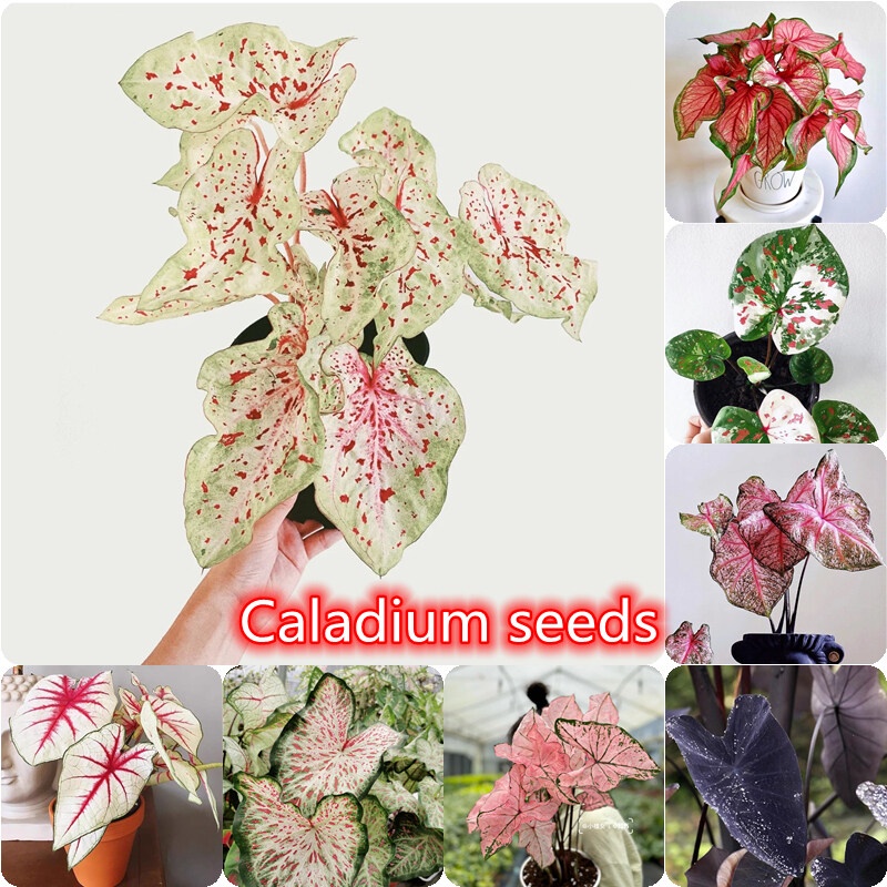 ️พร้อมส่ง ️ต้นบอนสี "ราชินีใบไม้" (ฉายา ทับทิมสยาม) 100pcs Caladium Seeds เมล็ดพันธุ์ดอกไม้ ต้นไม้ฟอ