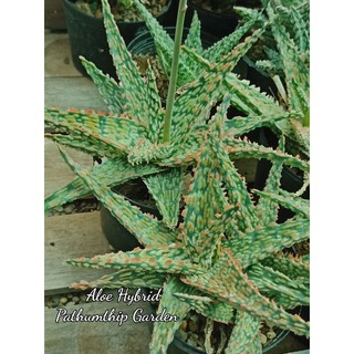 Aloe Hybrids Christmas อโลแคระ ว่านหางจระเข้แคระ