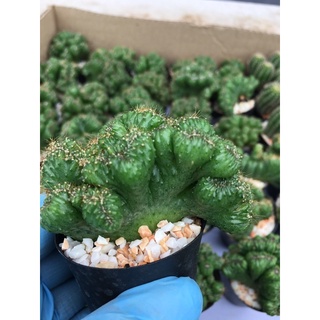 แคคตัสหยกนำโชค #หยกวิมาน #Euphorbia Lactea Cristata Cactus กระบองเพชร#พืชทนแล้ง#ไม้ประดับ#ตกแต่งบ้าน#ตกแต่งคอนโด