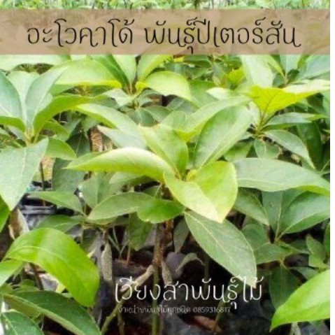 ต้นอะโวคาโด้ พันธุ์ปีเตอร์สัน เสียบยอด ราคาต้นละ 59 บาท สูง 40-50 เซนติเมตร ต้นแข็งแรง พร้อมปลูก