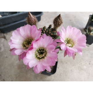 กระบองเพชร cactus หน่อเด็ดสด echinopsis ILIAS  ขนาดหน่อ 2.5 - 3.2 ซม. ดอกใหญ่มีกลิ่นหอม ดอกมาง่าย น่าสะสม