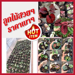 บอนสี ลูกไม้ใหม่อนาคตไกล😃 เพาะเมล็ด💥💥 อัพเดตทุกวัน💥💥พร้อมส่งทั้งกระถางราคาเบ