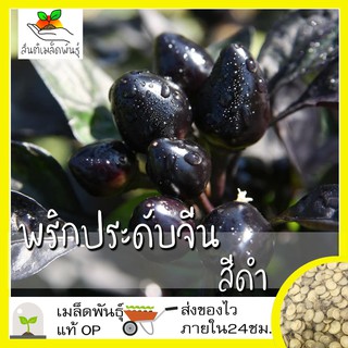 เมล็ดพันธุ์ พริกประดับจีนสีดำ 50 เมล็ด Chinese Ornamental Black Pepper เมล็ดพันธุ์แท้ นำเข้าจากต่างประเทศ ปลูกผัก โตไว