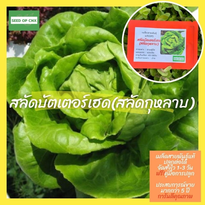 เมล็ดสายพันธุ์แท้หายาก # สลัดบัตเตอร์เฮด350เมล็ด แท้ % [ในร้านมีให้เลือกอีกเยอะมาก ]