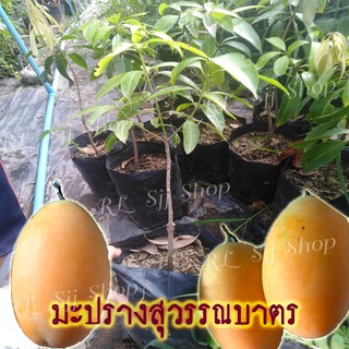 1ต้น*ต้นมะปรางหวานสุวรรณบาท ผลใหญ่เท่าไข่ไก่ ต้นเสียบยอด 35-40ซม. ผลใหญ่ หวานกรอบ รูปถ่ายจากสินค้าจริง มีสินค้าพร้อมส่ง