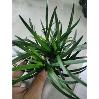 หนวดปลาดุกต้นเปล่า ต้นไม้บกแต่อยู่ในน้ำได้