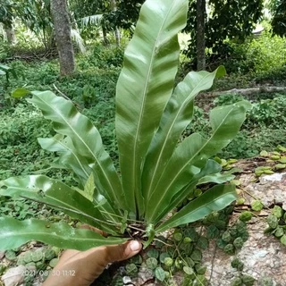 เฟิร์นข้าหลวงราคาพิเศษ(ใบยาว25-40cm.++)