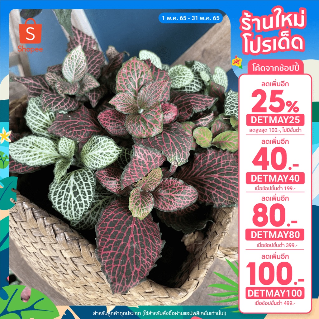 [เหลือ 98.- โค้ด DETMAY25 + โค้ดลดหน้าร้าน] พรมออสเตรเลีย(Nerve plant/Mosaic plant) ไม้นำเข้า กระถาง