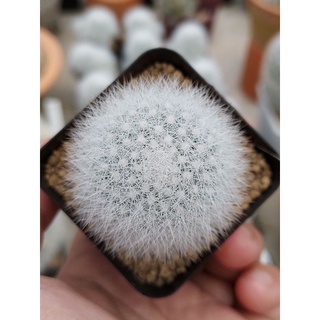 Mammillaria schwarzii แมมชวาร์ซิไอ