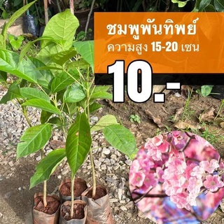 ชมพูพันทิพย์ ต้นละ 10 บาท (ชุด 30 ต้น)