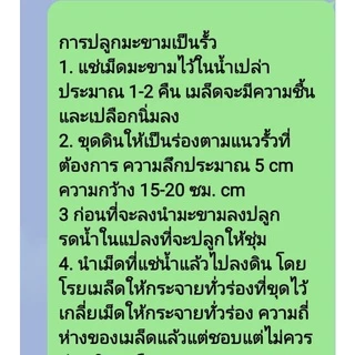 ของแทร่ๆ เม็ดมะขามเปรี้ยว =1 กิโล《ซื้อ 4 กิโล*แถม 1กิโล》*ร้านนี้ส่งจจริง* ปลูกทำรั้ว ( ประมาณ 800- 1,000 เมล็ด )