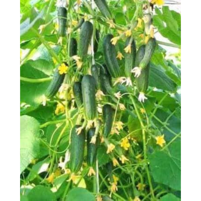 แตงกวาพวง ญี่ปุ่น (Japanese Cucumber) เมล็ด OP (พร้อมส่ง)