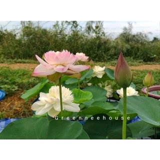 บัวหลวงจีนชื่อซุปเปอร์โลตัส(Super Lotus)สีหวานขาวอมชมพูดอกดกมาก