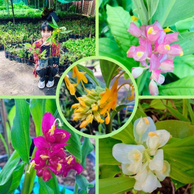 ดอกเข้าพรรษาคละสี 1ชุดมี4หัวพันลุ้นคละสีเหลือง ขาวชมพู แดงอมม่วงเข้ม ไม้มงคล ไม้ประดับ