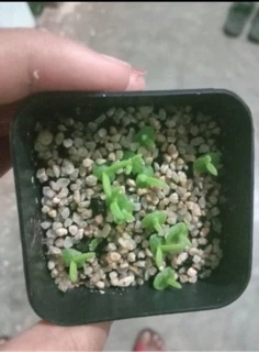 เมล็ดพันธ์ุ🌱”หูกระต่าย🐰” (Monilaria Obconica)พร้อมปลูก 30เมล็ด🌸