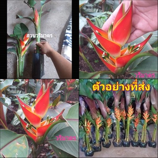 (1ต้น) ต้นทาโร่ Heliconia stricta cv Sharonii เฮลิโคเนีย heliconia / Tinutda