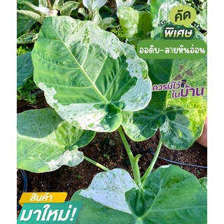 New💫 9/8/65 ออดิบลายหินอ่อน สวยมาก ลายหินอ่อนสีขาวกระจายตัดสีเขียวสวยงาม ใครสะสมพันธุ์อื่นอยู่ลองเอาต้นนี้ติดไว้ด้วยนะคะ
