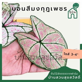 บอนสีมงกุฎเพชร บอนมงกุฎเพชร บอนสี มาในกระถางพร้อมตั้ง