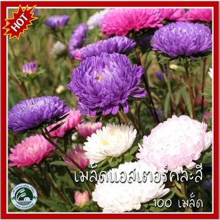 100 เมล็ด แอสเตอร์ Aster เมล็ดพันธุ์แอสเตอร์ เมล็ดแอสเตอร์