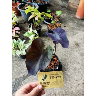 colocasia black coral โคโลคาเซียแบล็คโคโล่300บาท ตั้งแม้ได้เลยจ้า