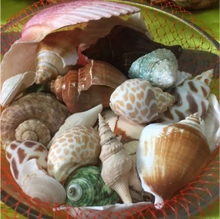(💥พร้อมส่ง) เปลือกหอยคละแบบในถุงตาข่าย