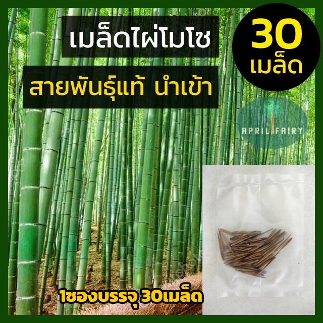 เมล็ดไผ่โมโซ เมล็ดพันธุ์ไผ่โมโซ 30เมล็ด เมล็ดไผ่ ไผ่โมโซ moso bamboo Phyllostachys edulis