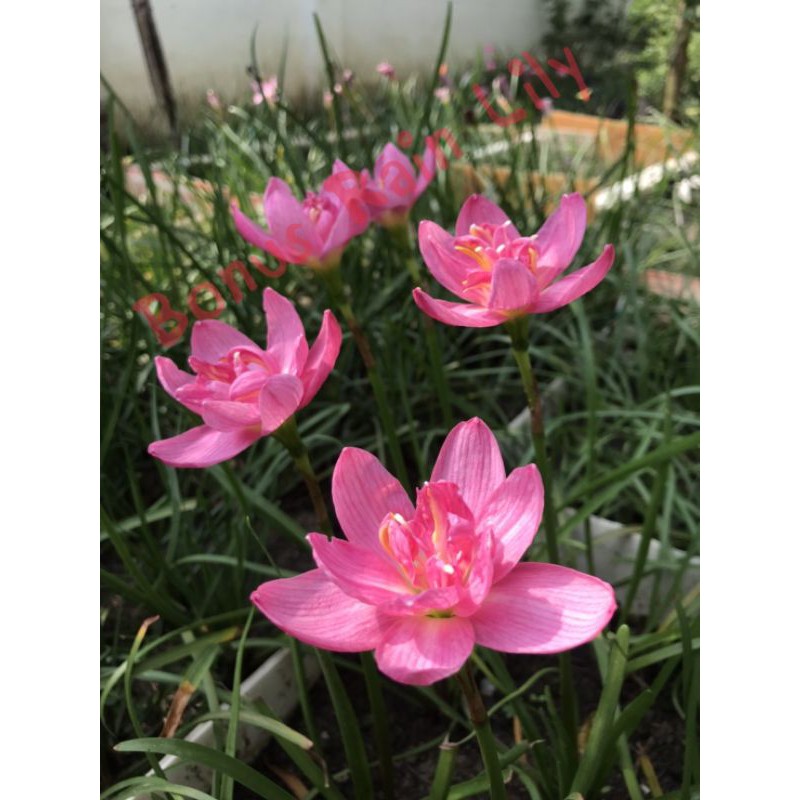 บัวดิน ชื่อ Z.Double Lotus จำหน่ายหัวละ 20.-บาทจร้า
