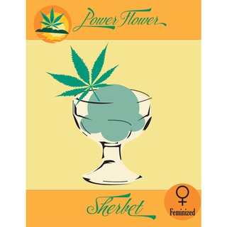 เมล็ดกัญชา ตัวเมีย Sherbet (EU/US) Feminized Cannabis Seeds