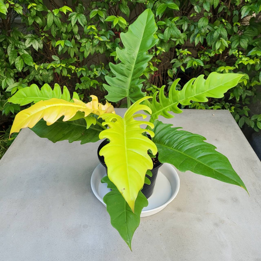 Philodendron golden crocodile ฟิโลเดนดรอน ใบเลื่อยสีทอง (Philodendron Ring of fire Gold)