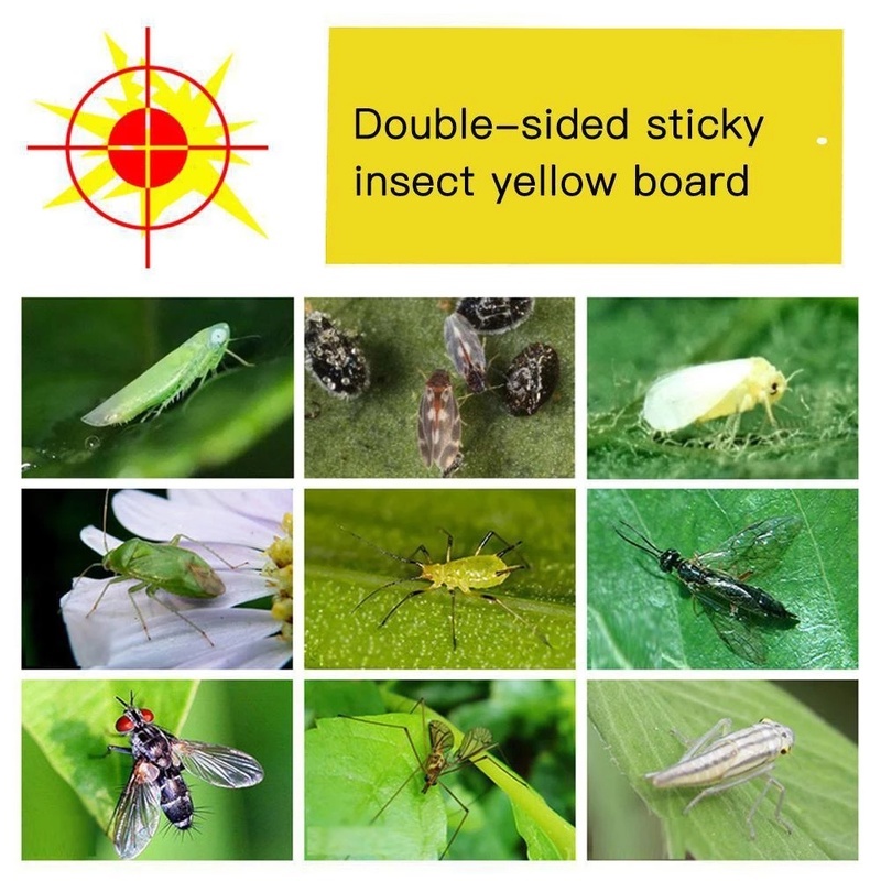 2510Pcs Pack Double Sided Thicken Mosquito Viscosity Board Home Balcony ...