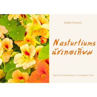 เมล็ดพันธ์ุดอกแนชเทอเที่ยม ดอกไม้กินได้ Nasturtiums edible flowers seed