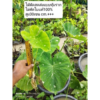 มิลค์กี้เวย์ ใบกลม(ตัดสด) Colocasia Milky Wayโคโลคาเซีย มิลค์กี้เวย์ใบกลม