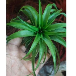 ทิลแลนเซียบาชี่คาลอสTillandsia brachycaulos