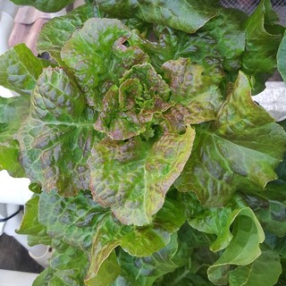 เมล็ดพันธุ์ ผักสลัดบลอนซ์ (Bronze Mignonette Lettuce Seed) =50เมล็ด