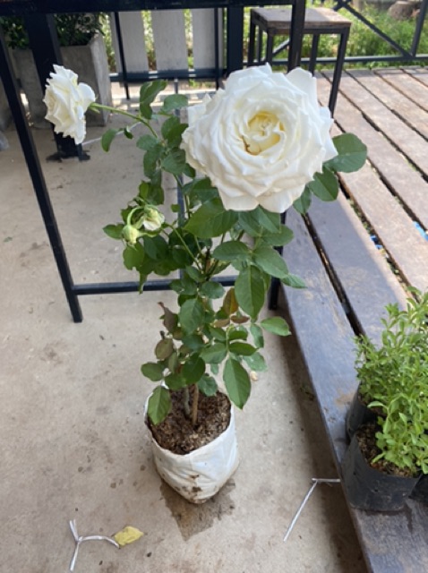 กุหลาบสีขาวดอกใหญ่มากกรีบดอกสวยงามเลี้ยงง่าย - รูปที่ 3