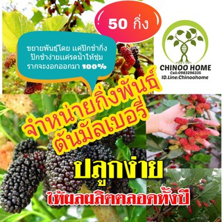 กิ่งพันธุ์ หม่อน มัลเบอร์รี่ 50กิ่ง Mulberry ลูกดก หวานอร่อยและมากสรรพคุณ ปลอดสารพิษ100% ชุดละ 50 กิ่งสว