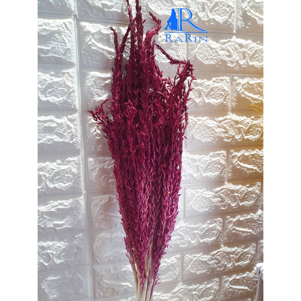 Rarin ดอกข้าวโพด ย้อมสี (สีเปลือกมังคุด)  ใช้กับงานประดับ ตกแต่ง  มีความสวยงาม  แบร็คดร๊อปถ่ายรูป