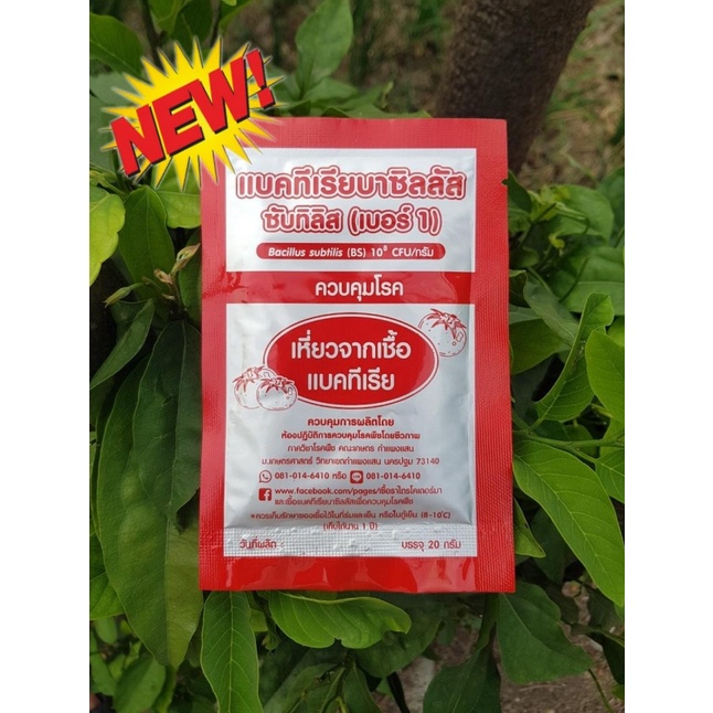 แบคทีเรียบาซิลลัส(Bacillus) เบอร์1 แท้ ม.เกษตร ควบคุมโรค เหี่ยวจากเชื้อแบคทีเรีย มีรับประกัน
