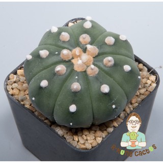 Astrophytum  โออิโบะ  SP.234