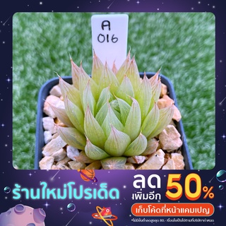 H.cooperi ‘seturifera’ A016(เซทเทอริเฟอร่า)