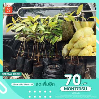 [เหลือ180.- พิมพ์โค้ด MON179SU] ต้นกล้า ทุเรียนหมอนทอง ความสูง50-60ซม.