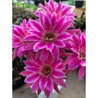 Echinopsis hybrid cv. “Raspberry ripple” หน่อเด็ดสด 1หน่อ ขนาด 2.5 - 3 ซม.