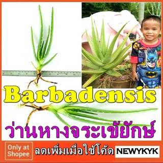 ต้น ว่านหางจระเข้ พันธ์ุยักษ์ ต้นจริง มีราก พันธ์ุ BARBADENSIS โตแล้วใบใหญ่เท่าฝ่ามือ