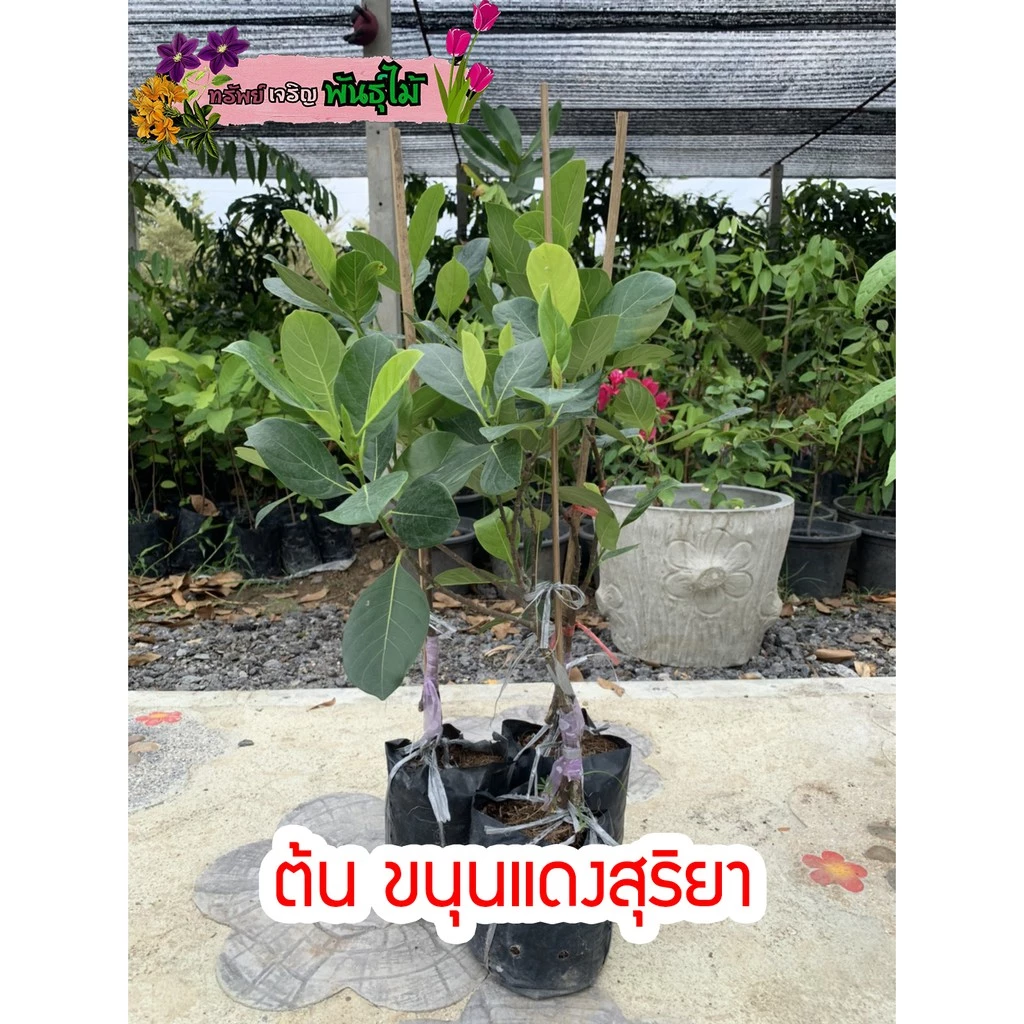 ต้นขนุนแดงสุริยา แบบทาบกิ่งติดลูกเร็ว พร้อมส่ง สำคัญกรุณาสั่งซื้อในเวลา12:00น.-00:00น.