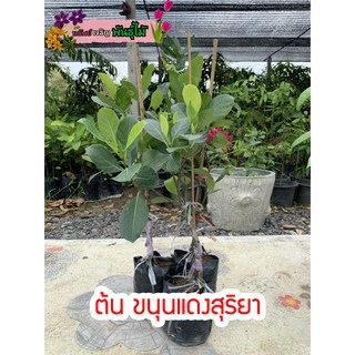 ต้นขนุนแดงสุริยา แบบทาบกิ่งติดลูกเร็ว พร้อมส่ง สำคัญกรุณาสั่งซื้อในเวลา12:00น.-00:00น.