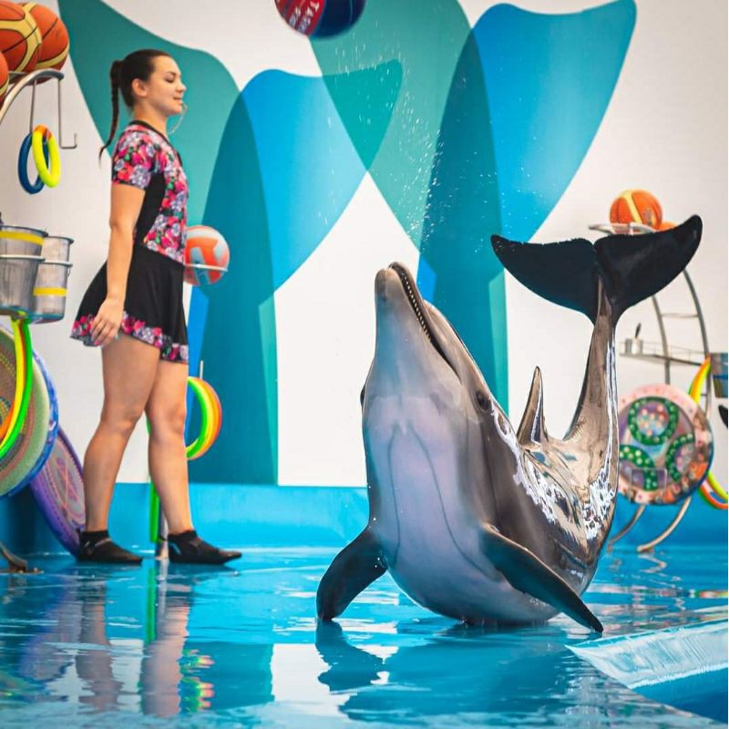 ถูกสุด บัตรชมโลมา Pattaya Dolphinarium