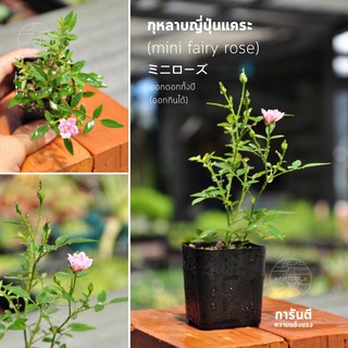 กุหลาบแคระญี่ปุ่น Japan Hime Otome Mini Rose,Miniature Rose กระถาง2นิ้ว