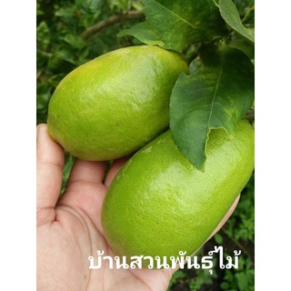 ต้นเลม่อนฮาวายไร้เมล็ด