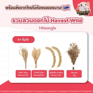 [Hi Hamster] พร้อมส่ง‼️ Harvest Wind Flexseed ธัญพืช มิลเล็ต รองกรง หญ้า Niteangle แอสเพน สัตว์เลี้ยง แฮมสเตอร์
